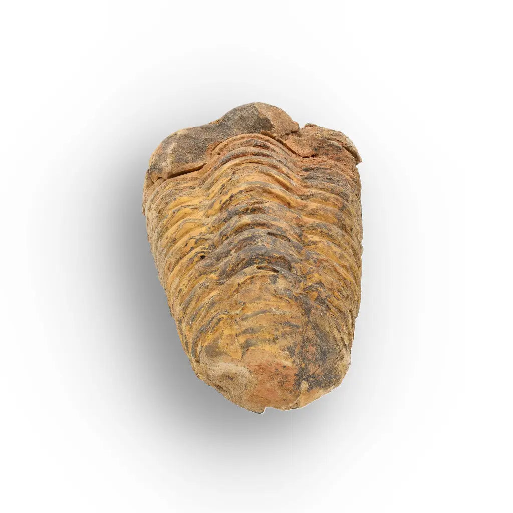 Get your Large Moroccan Trilobite Fossil Specimen online now or in store at Forever Gems in Franschhoek, South Africa
