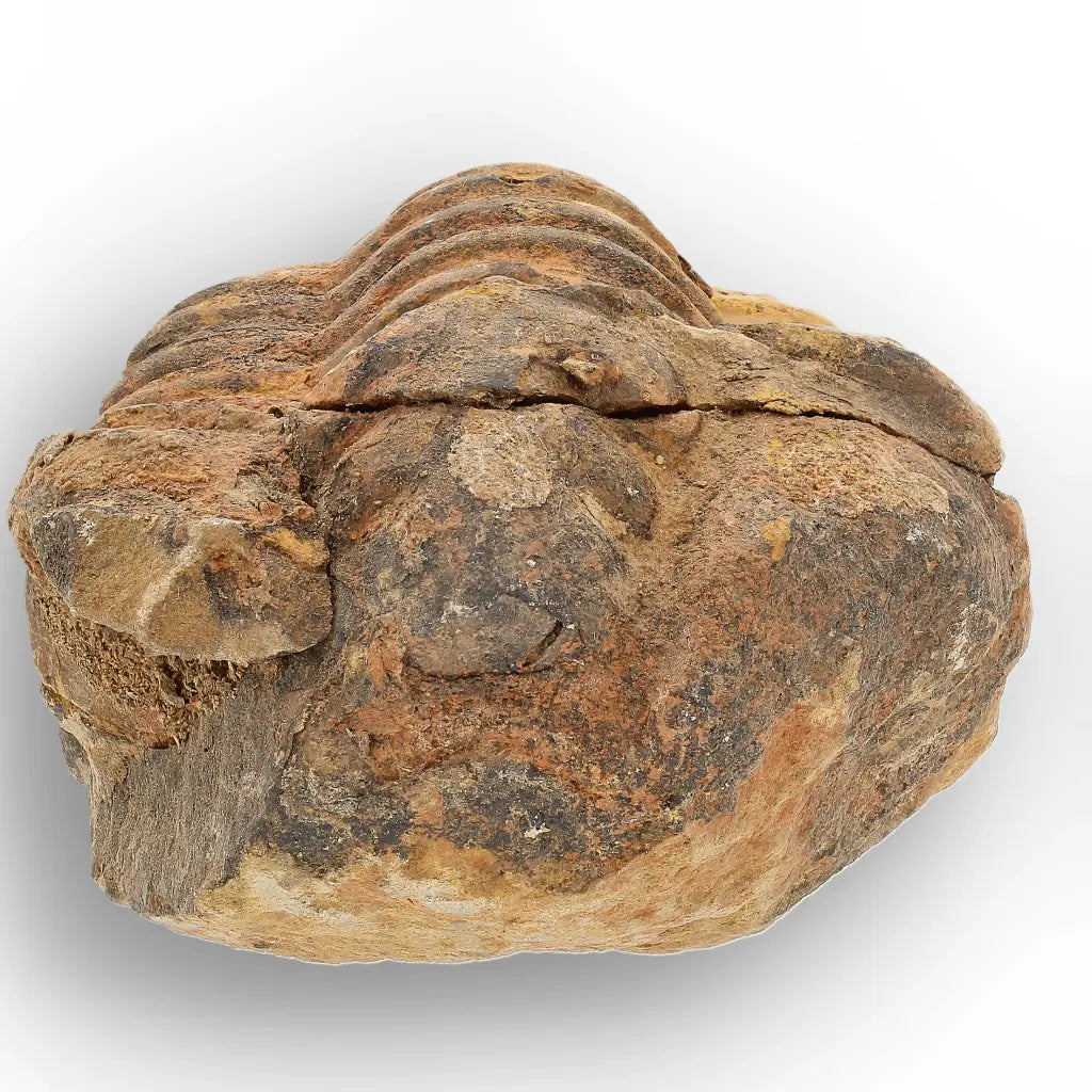 Get your Large Moroccan Trilobite Fossil Specimen online now or in store at Forever Gems in Franschhoek, South Africa