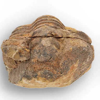 Get your Large Moroccan Trilobite Fossil Specimen online now or in store at Forever Gems in Franschhoek, South Africa
