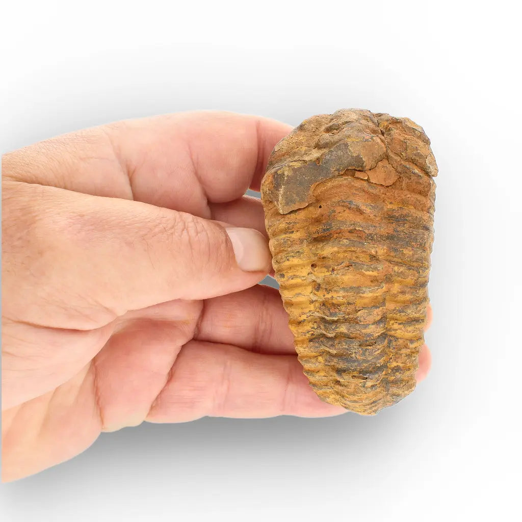 Get your Large Moroccan Trilobite Fossil Specimen online now or in store at Forever Gems in Franschhoek, South Africa