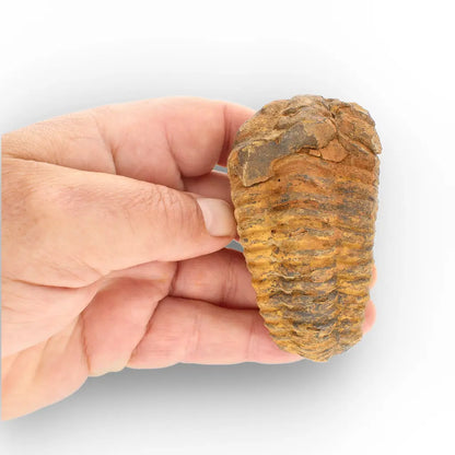 Get your Large Moroccan Trilobite Fossil Specimen online now or in store at Forever Gems in Franschhoek, South Africa