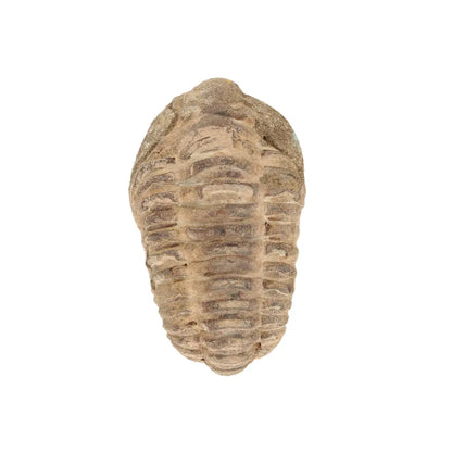 Small Jebel Tiskouine Calymene Trilobite Fossil