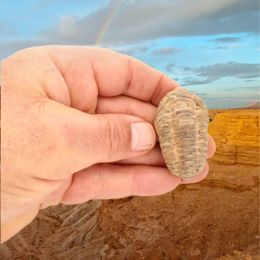 Small Jebel Tiskouine Calymene Trilobite Fossil