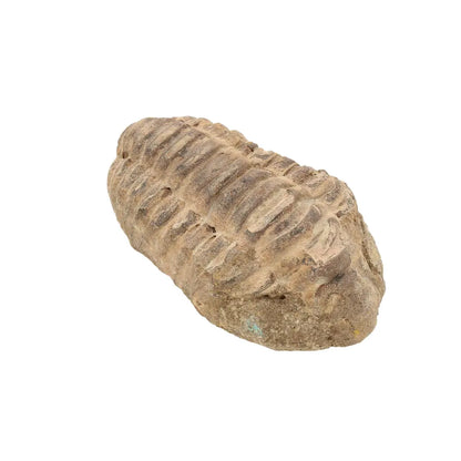 Small Jebel Tiskouine Calymene Trilobite Fossil