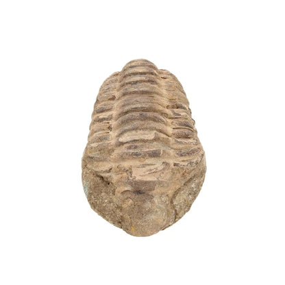 Small Jebel Tiskouine Calymene Trilobite Fossil