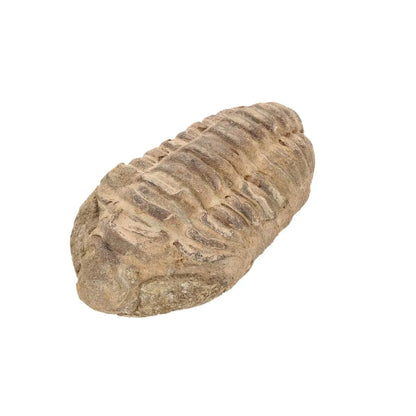 Small Jebel Tiskouine Calymene Trilobite Fossil