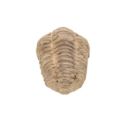 Small Jebel Tiskouine Calymene Trilobite Fossil