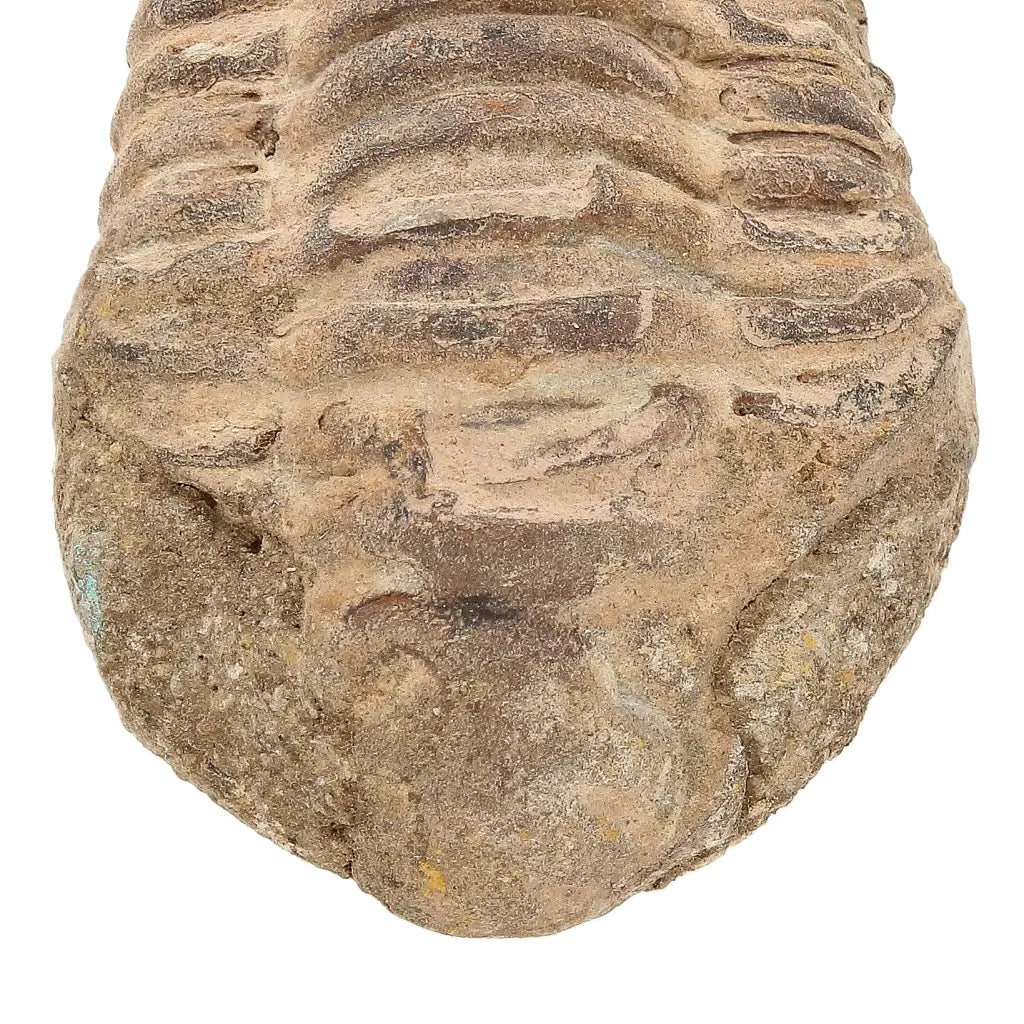 Small Jebel Tiskouine Calymene Trilobite Fossil