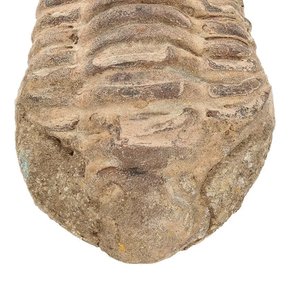 Small Jebel Tiskouine Calymene Trilobite Fossil