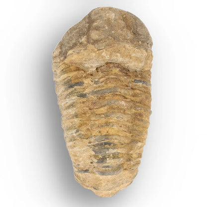 Get your Large Ordovician Trilobite Fossil from Morocco online now or in store at Forever Gems in Franschhoek, South Africa