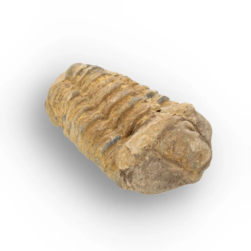 Get your Large Ordovician Trilobite Fossil from Morocco online now or in store at Forever Gems in Franschhoek, South Africa
