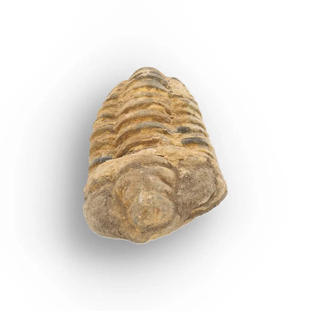 Get your Large Ordovician Trilobite Fossil from Morocco online now or in store at Forever Gems in Franschhoek, South Africa
