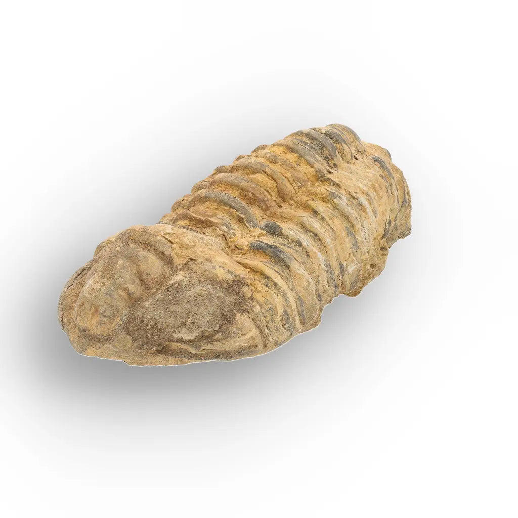 Get your Large Ordovician Trilobite Fossil from Morocco online now or in store at Forever Gems in Franschhoek, South Africa