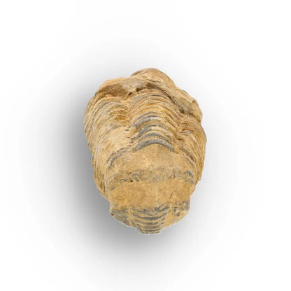 Get your Large Ordovician Trilobite Fossil from Morocco online now or in store at Forever Gems in Franschhoek, South Africa