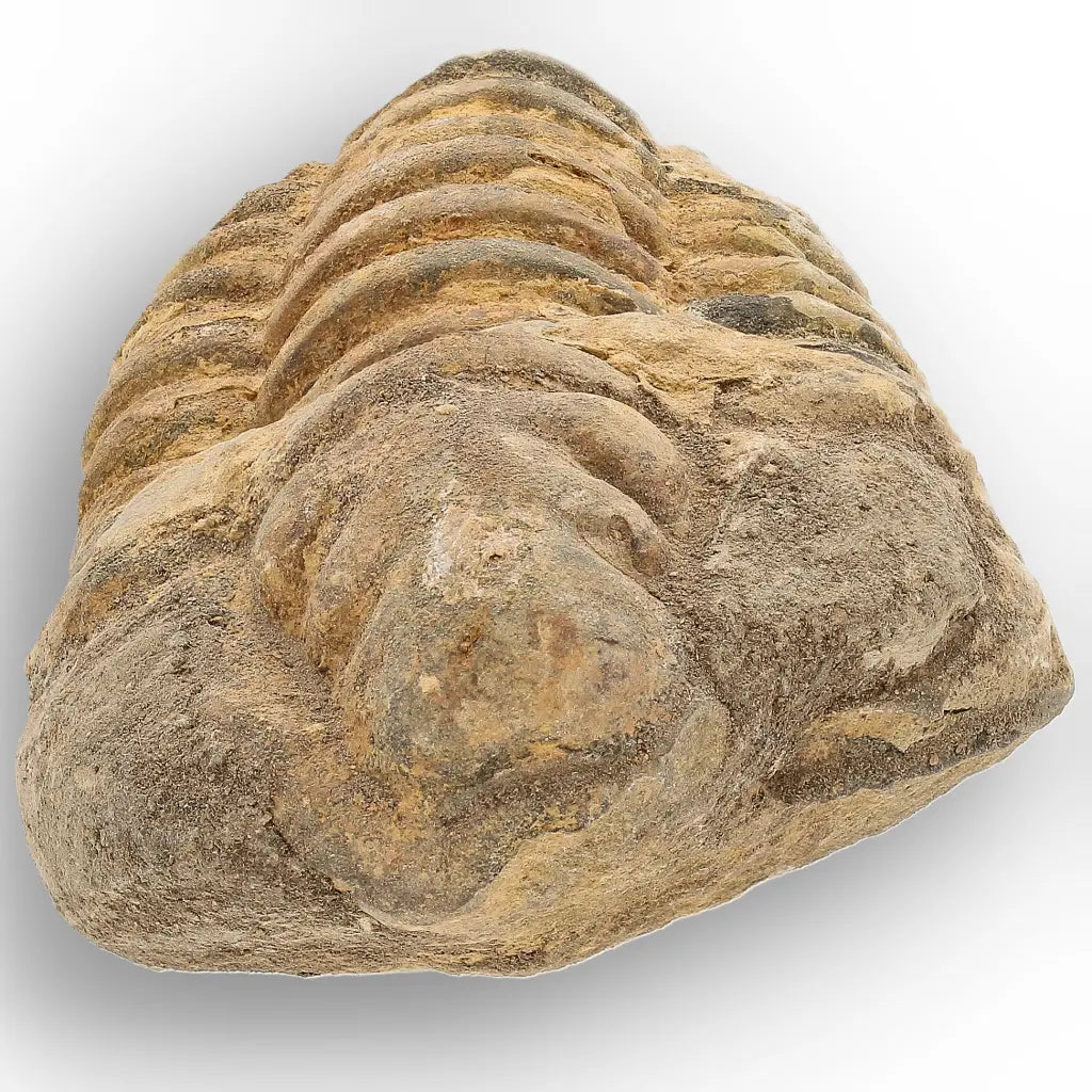 Get your Large Ordovician Trilobite Fossil from Morocco online now or in store at Forever Gems in Franschhoek, South Africa