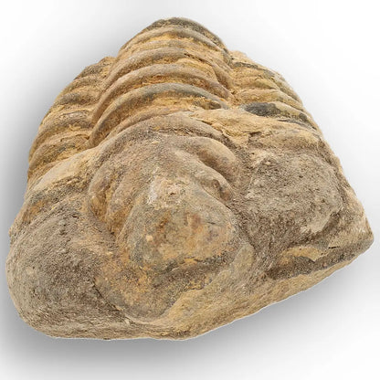 Get your Large Ordovician Trilobite Fossil from Morocco online now or in store at Forever Gems in Franschhoek, South Africa