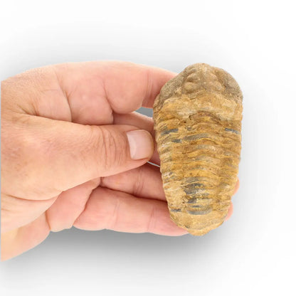 Get your Large Ordovician Trilobite Fossil from Morocco online now or in store at Forever Gems in Franschhoek, South Africa