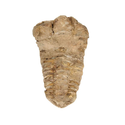 Small Anti-Atlas Calymene Trilobite Fossil