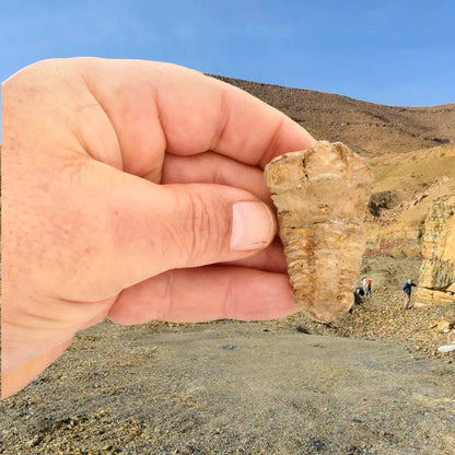Small Anti-Atlas Calymene Trilobite Fossil