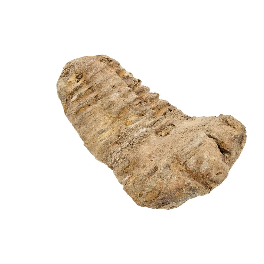 Small Anti-Atlas Calymene Trilobite Fossil
