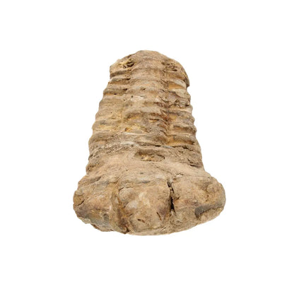 Small Anti-Atlas Calymene Trilobite Fossil