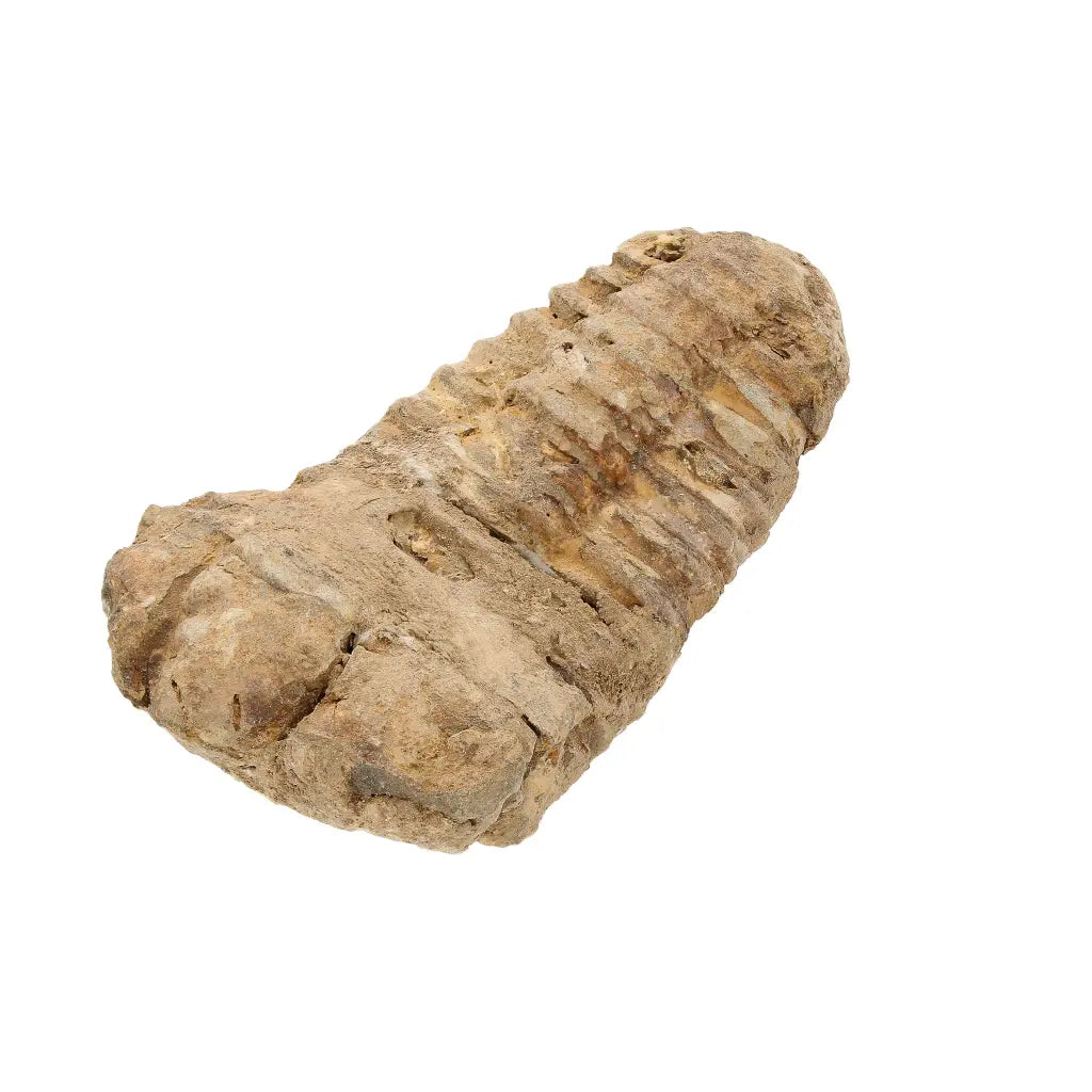 Small Anti-Atlas Calymene Trilobite Fossil