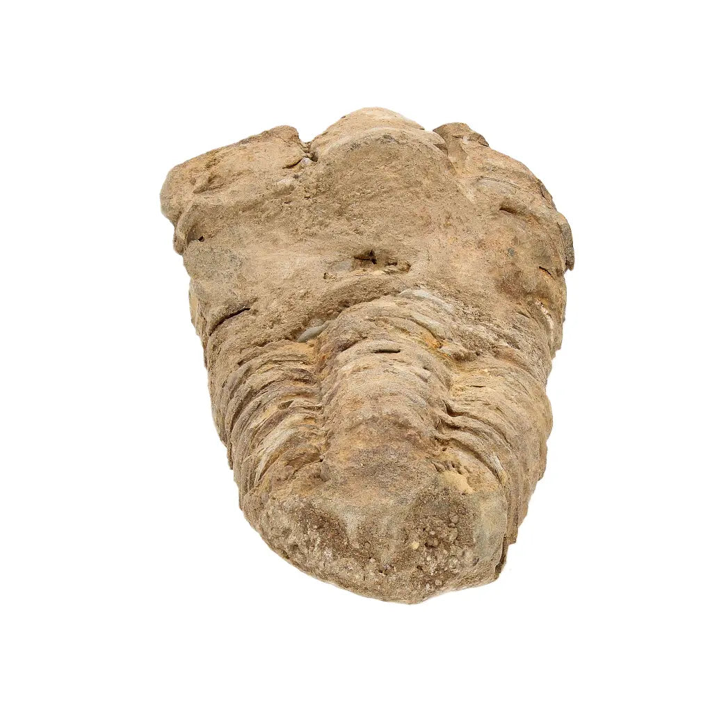 Small Anti-Atlas Calymene Trilobite Fossil