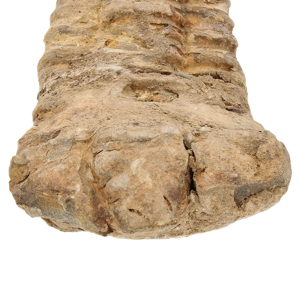 Small Anti-Atlas Calymene Trilobite Fossil