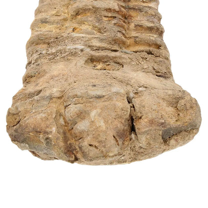 Small Anti-Atlas Calymene Trilobite Fossil