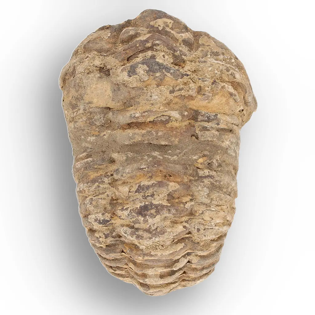 Get your Large Fossilised Calymene Trilobite Treasure online now or in store at Forever Gems in Franschhoek, South Africa