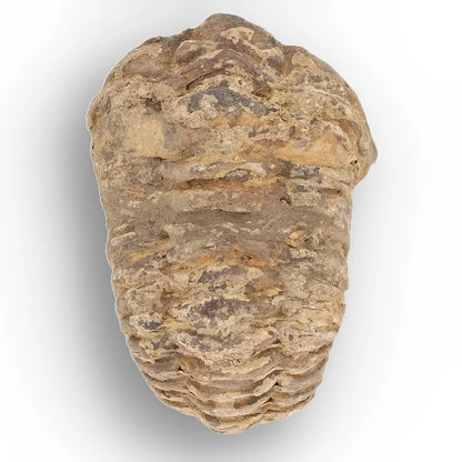 Get your Large Fossilised Calymene Trilobite Treasure online now or in store at Forever Gems in Franschhoek, South Africa
