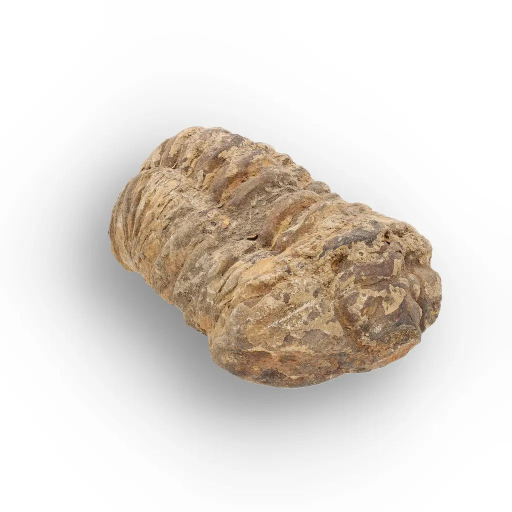 Get your Large Fossilised Calymene Trilobite Treasure online now or in store at Forever Gems in Franschhoek, South Africa