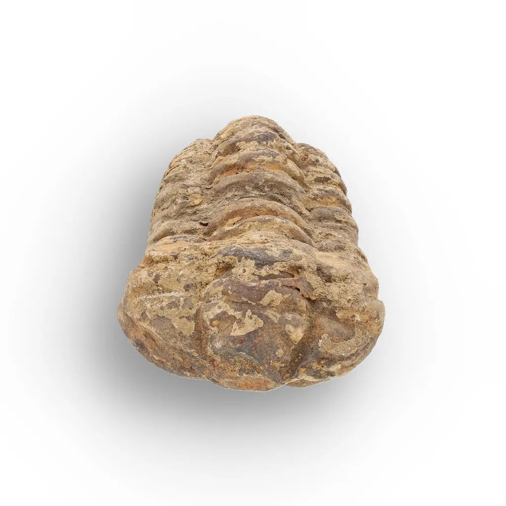 Get your Large Fossilised Calymene Trilobite Treasure online now or in store at Forever Gems in Franschhoek, South Africa