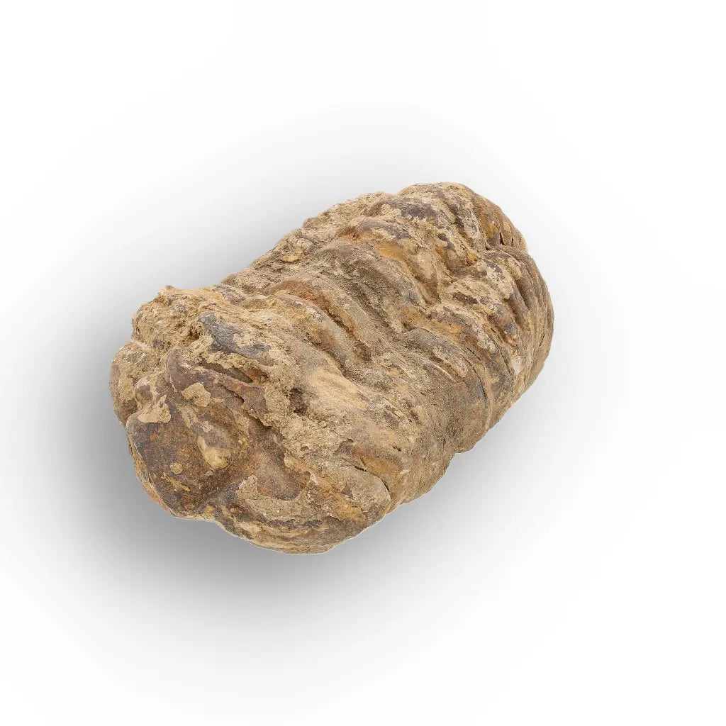 Get your Large Fossilised Calymene Trilobite Treasure online now or in store at Forever Gems in Franschhoek, South Africa