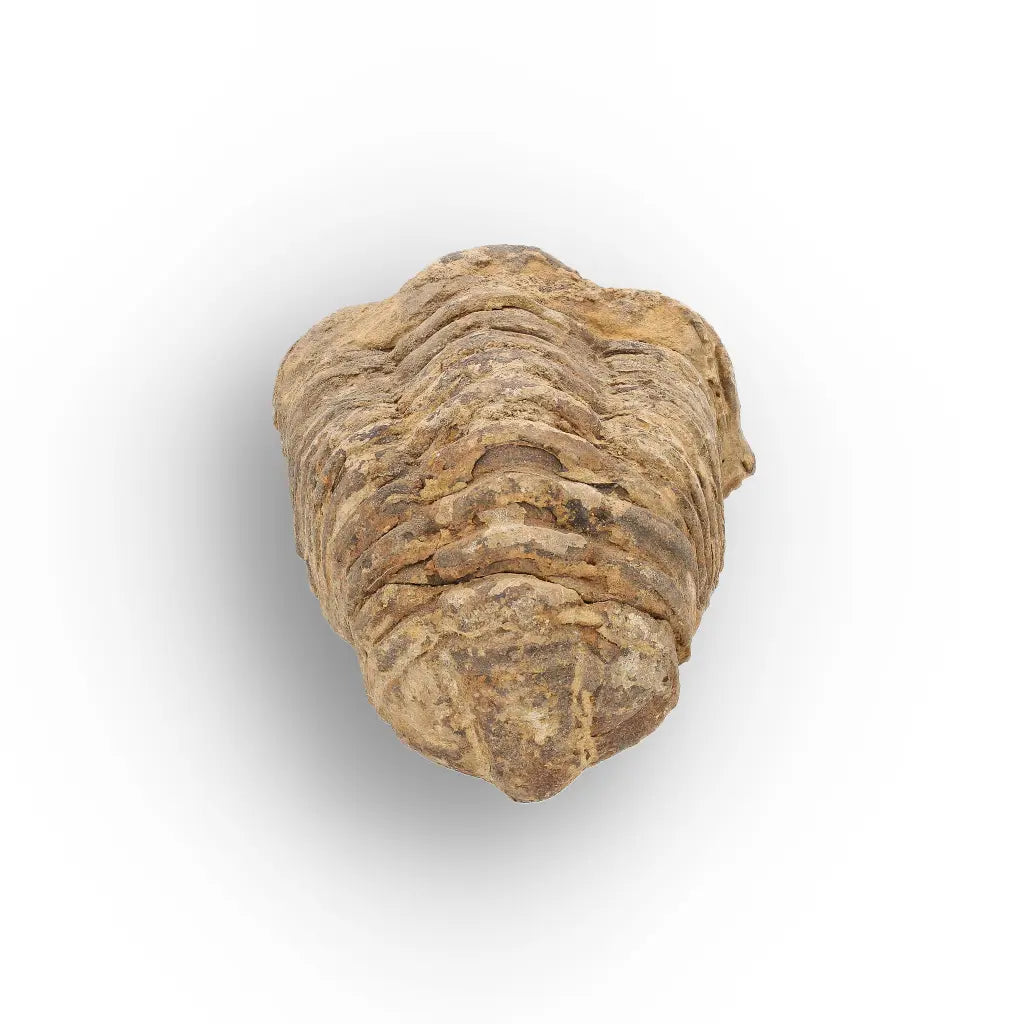 Get your Large Fossilised Calymene Trilobite Treasure online now or in store at Forever Gems in Franschhoek, South Africa