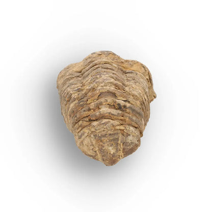 Get your Large Fossilised Calymene Trilobite Treasure online now or in store at Forever Gems in Franschhoek, South Africa