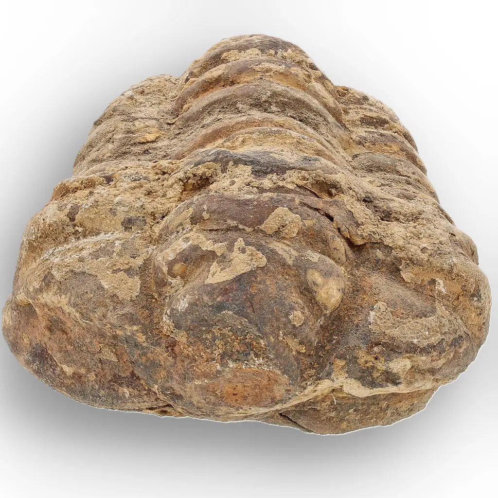 Get your Large Fossilised Calymene Trilobite Treasure online now or in store at Forever Gems in Franschhoek, South Africa
