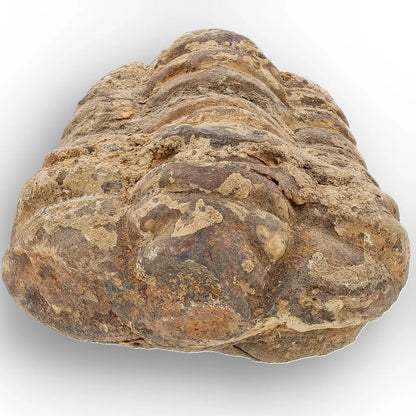 Get your Large Fossilised Calymene Trilobite Treasure online now or in store at Forever Gems in Franschhoek, South Africa