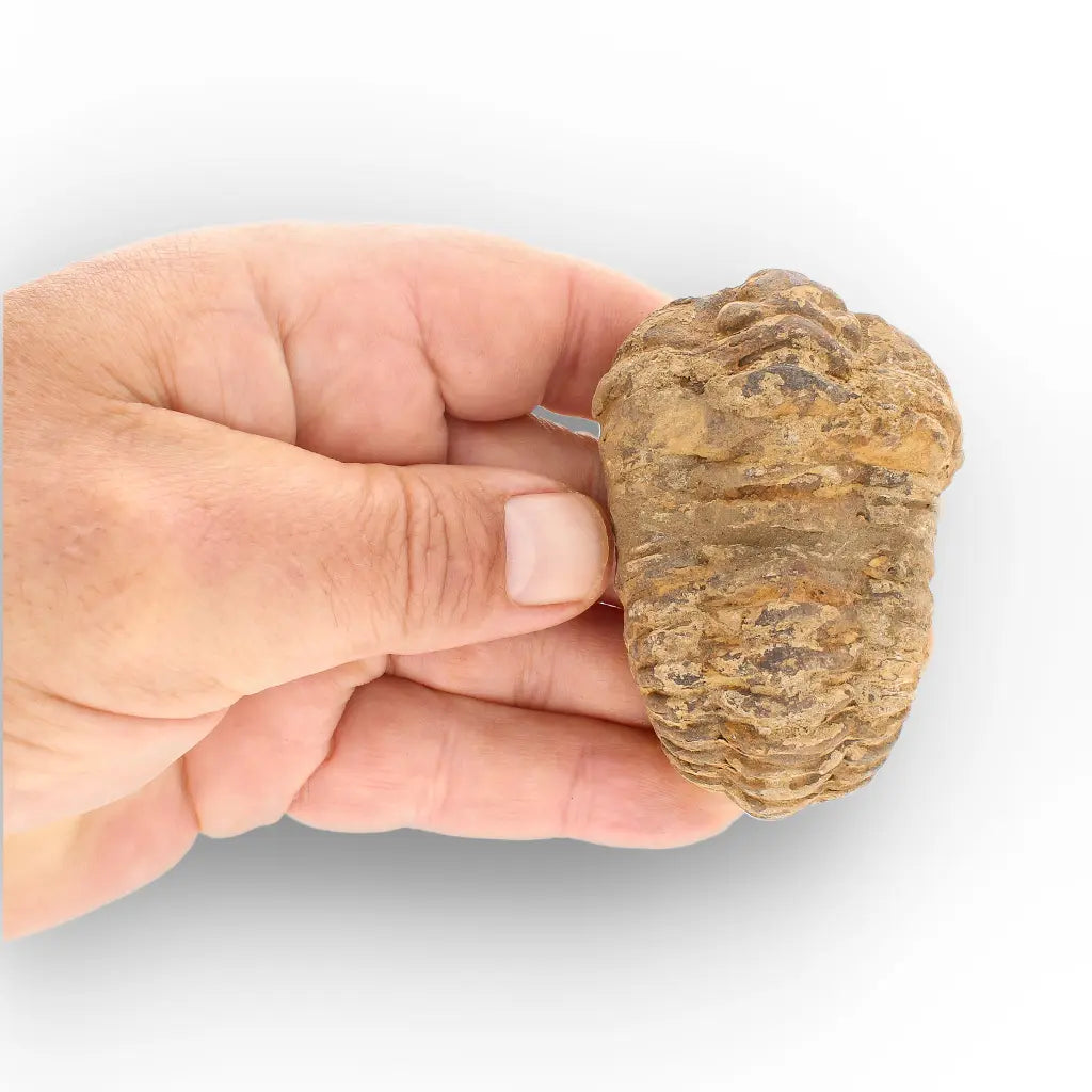 Get your Large Fossilised Calymene Trilobite Treasure online now or in store at Forever Gems in Franschhoek, South Africa