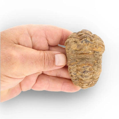 Get your Large Fossilised Calymene Trilobite Treasure online now or in store at Forever Gems in Franschhoek, South Africa