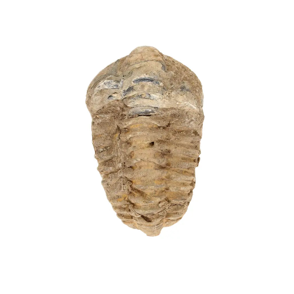 Small Colpocoryphe Calymene Trilobite Fossil