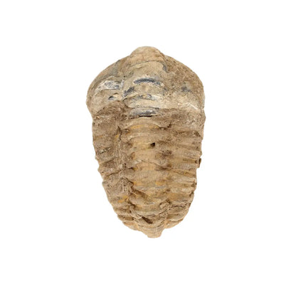 Small Colpocoryphe Calymene Trilobite Fossil