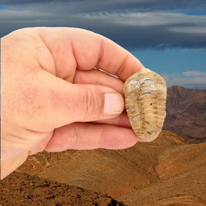 Small Colpocoryphe Calymene Trilobite Fossil