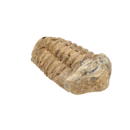 Small Colpocoryphe Calymene Trilobite Fossil