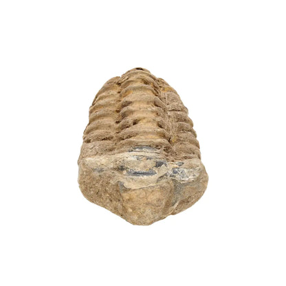 Small Colpocoryphe Calymene Trilobite Fossil