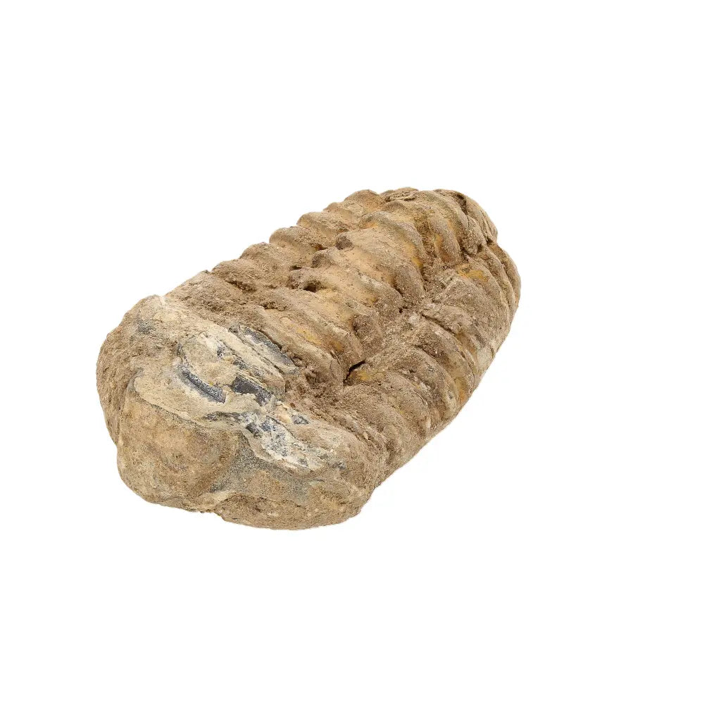Small Colpocoryphe Calymene Trilobite Fossil