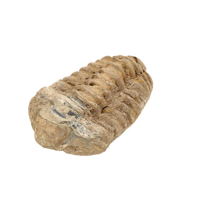 Small Colpocoryphe Calymene Trilobite Fossil