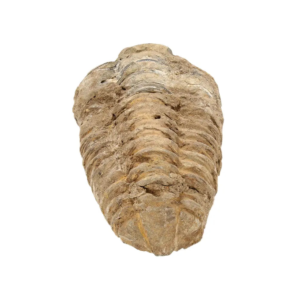 Small Colpocoryphe Calymene Trilobite Fossil