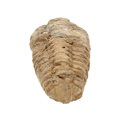 Small Colpocoryphe Calymene Trilobite Fossil