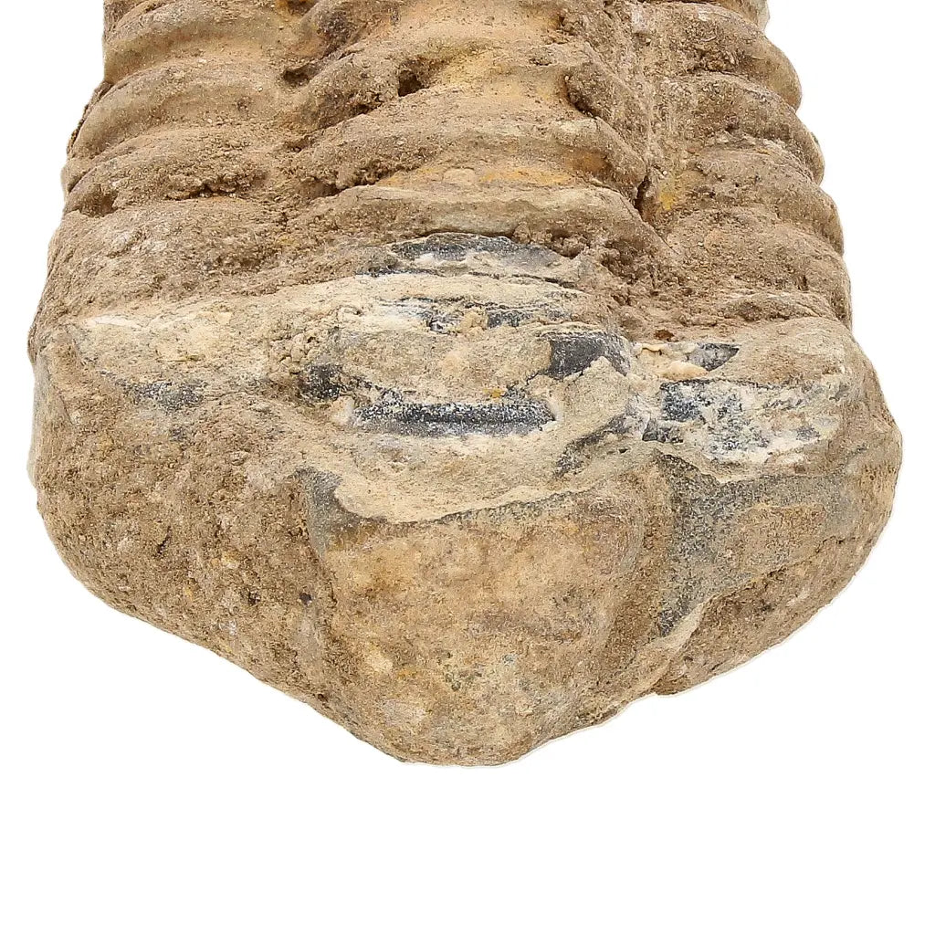 Small Colpocoryphe Calymene Trilobite Fossil